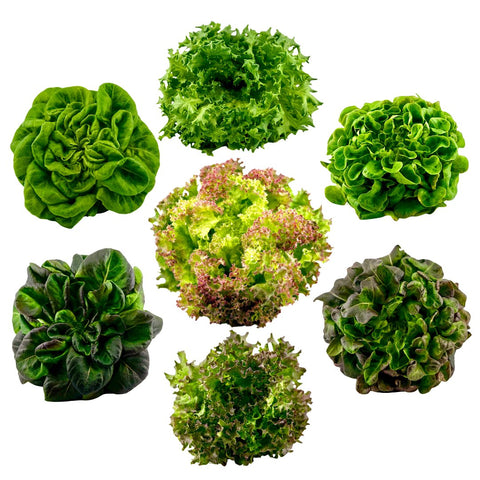 Lettuce Varieties