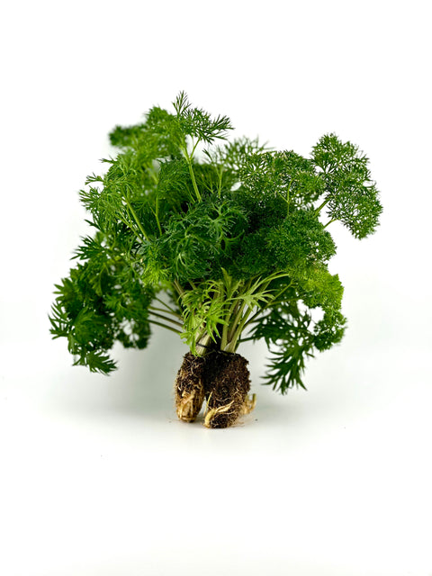 Parsley, Curly