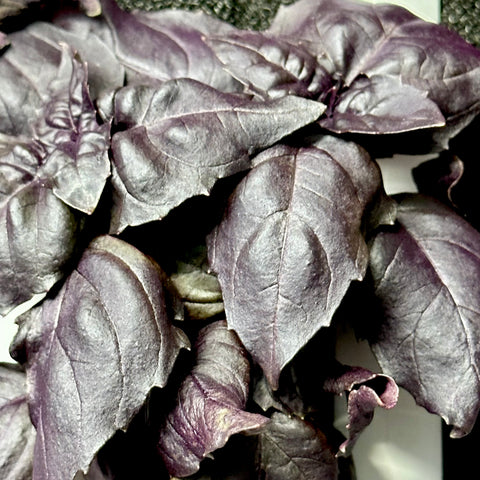 Basil, Specialty Purple