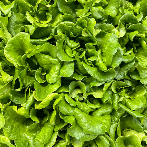 Lettuce Varieties